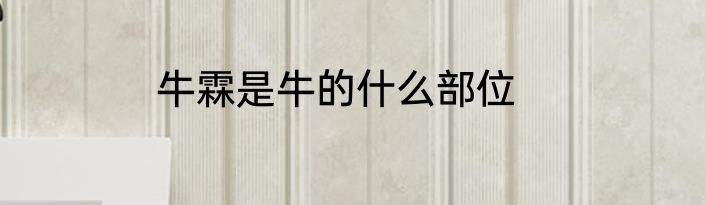 牛霖是牛的什么部位