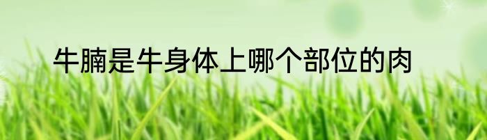 牛腩是牛身体上哪个部位的肉