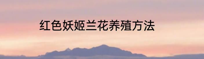 红色妖姬兰花养殖方法