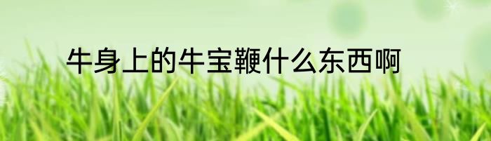 牛身上的牛宝鞭什么东西啊