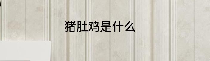 猪肚鸡是什么