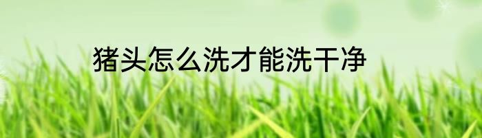 猪头怎么洗才能洗干净