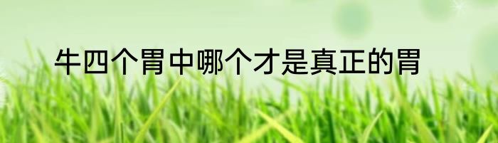 牛四个胃中哪个才是真正的胃