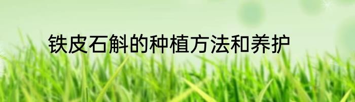 铁皮石斛的种植方法和养护