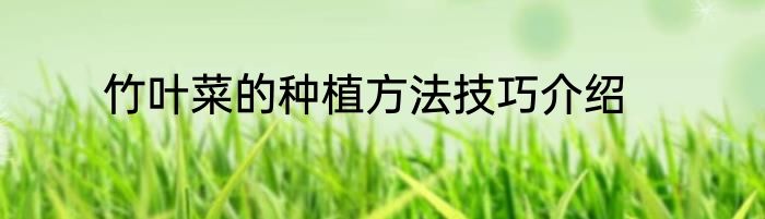竹叶菜的种植方法技巧介绍