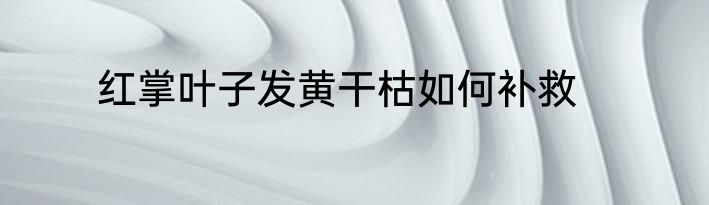 红掌叶子发黄干枯如何补救