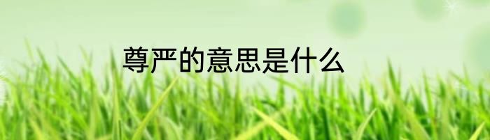 尊严的意思是什么