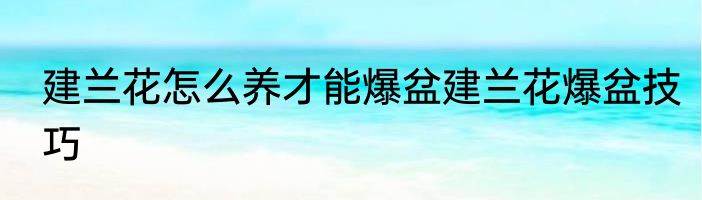 建兰花怎么养才能爆盆建兰花爆盆技巧