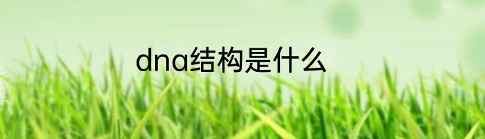 dna结构是什么