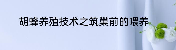 胡蜂养殖技术之筑巢前的喂养