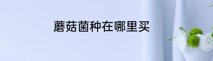 蘑菇菌种在哪里买