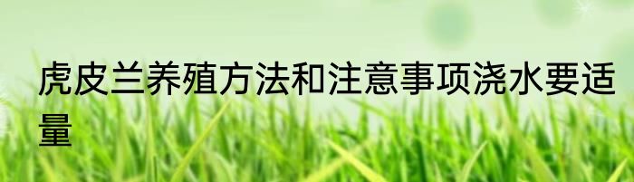 虎皮兰养殖方法和注意事项浇水要适量