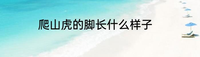 爬山虎的脚长什么样子