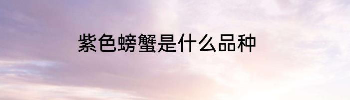 紫色螃蟹是什么品种