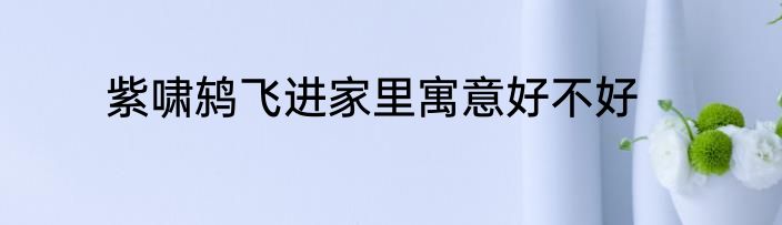 紫啸鸫飞进家里寓意好不好