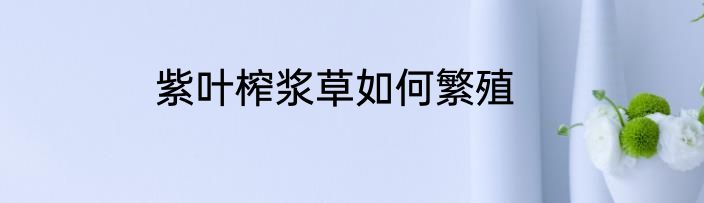 紫叶榨浆草如何繁殖
