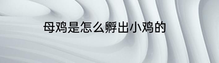 母鸡是怎么孵出小鸡的