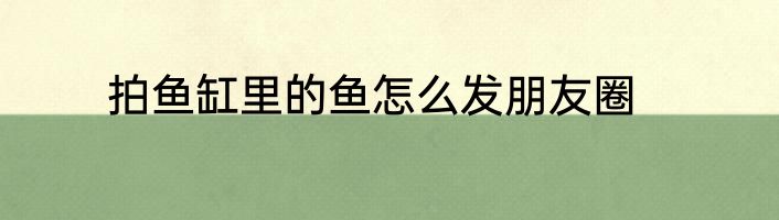 拍鱼缸里的鱼怎么发朋友圈