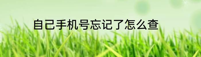 自己手机号忘记了怎么查