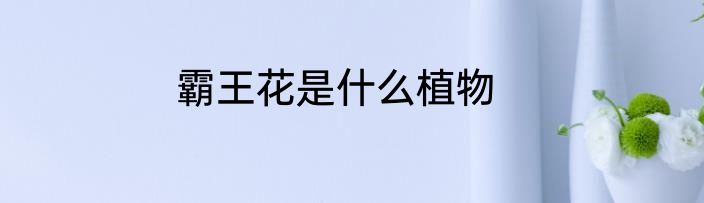 霸王花是什么植物