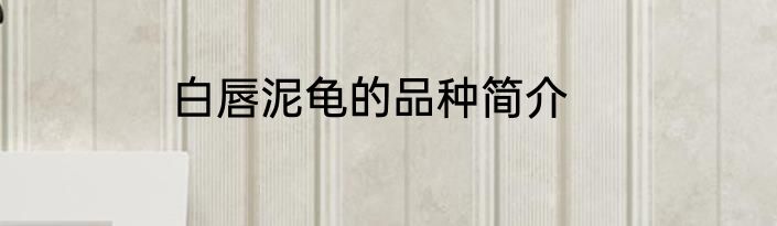 白唇泥龟的品种简介