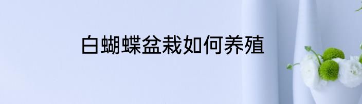 白蝴蝶盆栽如何养殖