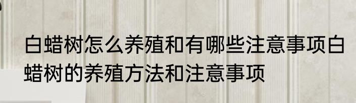 白蜡树怎么养殖和有哪些注意事项白蜡树的养殖方法和注意事项