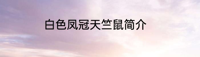 白色凤冠天竺鼠简介