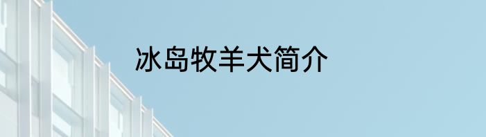 冰岛牧羊犬简介