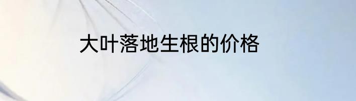 大叶落地生根的价格