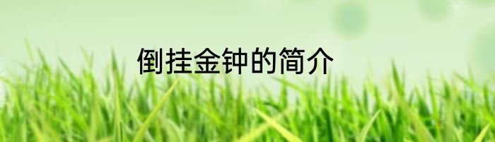 倒挂金钟的简介