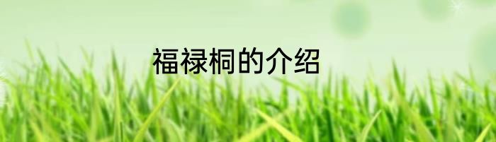福禄桐的介绍
