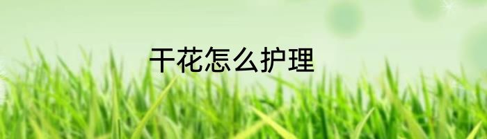 干花怎么护理