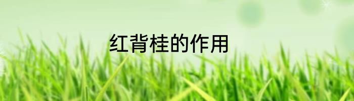 红背桂的作用