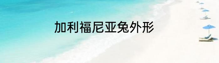 加利福尼亚兔外形