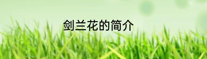 剑兰花的简介