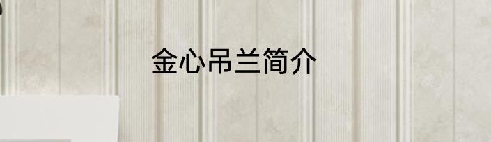 金心吊兰简介