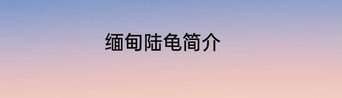 缅甸陆龟简介
