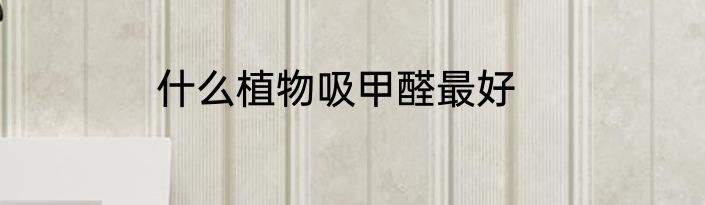什么植物吸甲醛最好