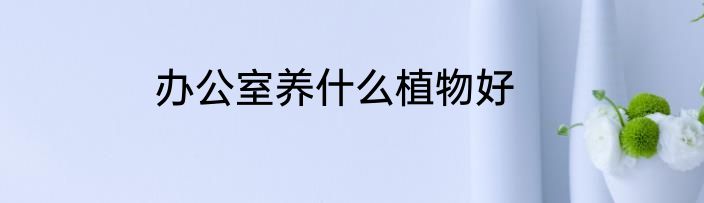 办公室养什么植物好