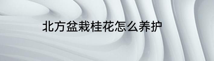 北方盆栽桂花怎么养护