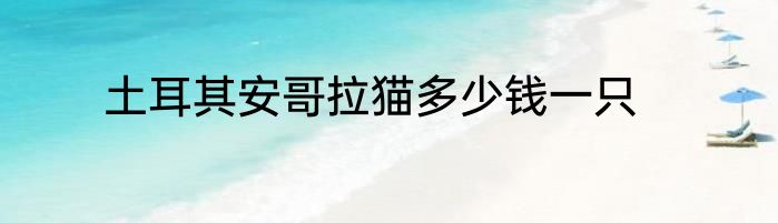 土耳其安哥拉猫多少钱一只
