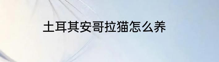土耳其安哥拉猫怎么养