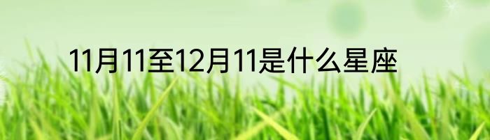 11月11至12月11是什么星座