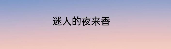 迷人的夜来香