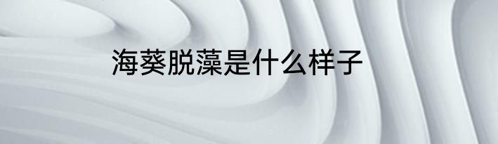 海葵脱藻是什么样子