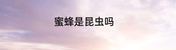 蜜蜂是昆虫吗