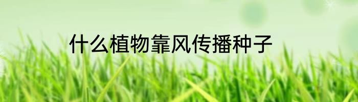 什么植物靠风传播种子