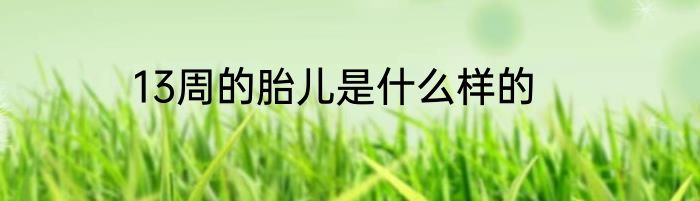 13周的胎儿是什么样的