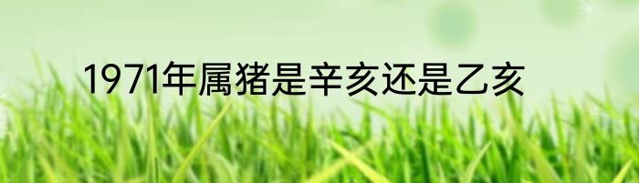 1971年属猪是辛亥还是乙亥